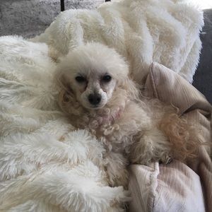 Meet your Posher, Liz